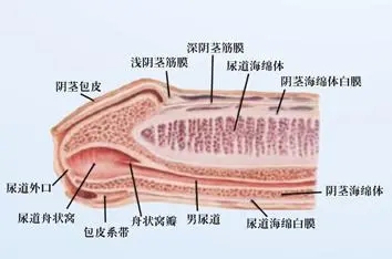 包皮包茎症状,包皮包茎区别,包皮包茎手术,包皮包茎危害