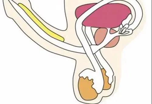 睾丸炎用药,睾丸炎危害,睾丸炎治疗,睾丸炎症状,睾丸炎图片