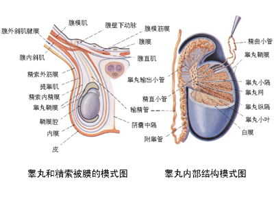 睾丸炎症状,睾丸炎治疗,睾丸炎危害,睾丸炎手术,睾丸炎表现