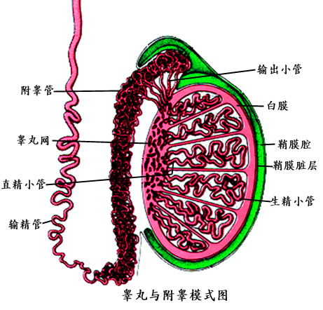 睾丸炎症状,睾丸炎治疗,睾丸炎危害,睾丸炎手术,睾丸炎表现